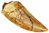 Serrated, Raptor Tooth - Real Dinosaur Tooth #295783-1